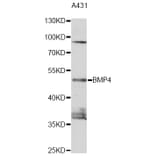 Western Blot - Anti-BMP4 Antibody (A0425) - Antibodies.com