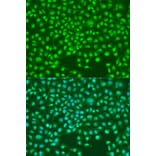 Immunofluorescence - Anti-SKP2 Antibody (A81152) - Antibodies.com