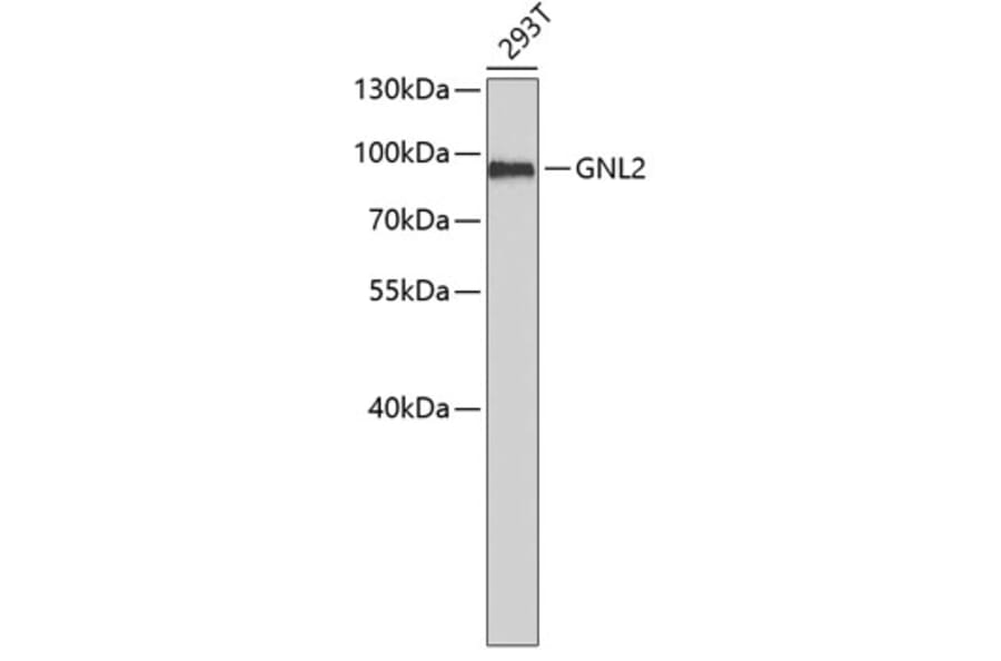 Western Blot - Anti-GNL2 Antibody (A6805) - Antibodies.com