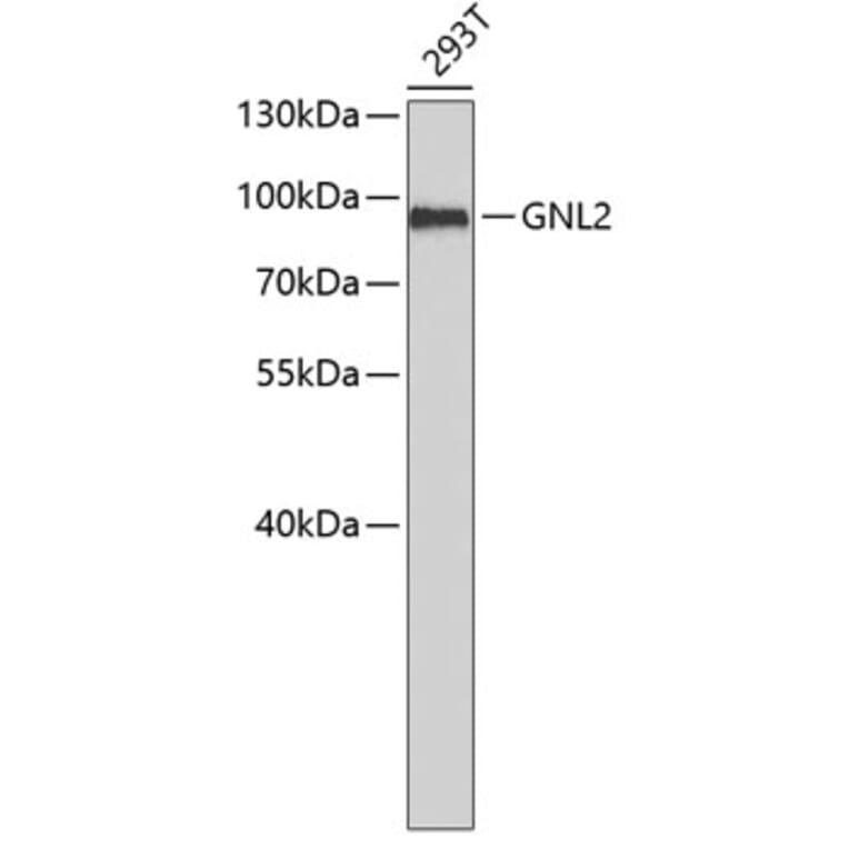 Western Blot - Anti-GNL2 Antibody (A6805) - Antibodies.com