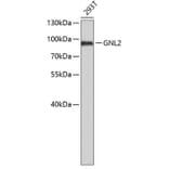 Western Blot - Anti-GNL2 Antibody (A6805) - Antibodies.com