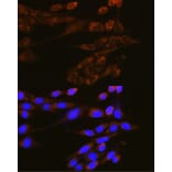 Immunofluorescence - Anti-Dynamin 2 Antibody (A81159) - Antibodies.com
