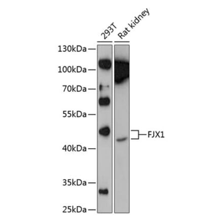 Western Blot - Anti-FJX1 Antibody (A81161) - Antibodies.com