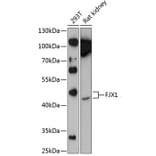 Western Blot - Anti-FJX1 Antibody (A81161) - Antibodies.com