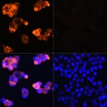 Immunofluorescence - Anti-alpha 1 Fetoprotein Antibody (A81166) - Antibodies.com