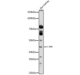 Western Blot - Anti-c-Jun Antibody (A81173) - Antibodies.com