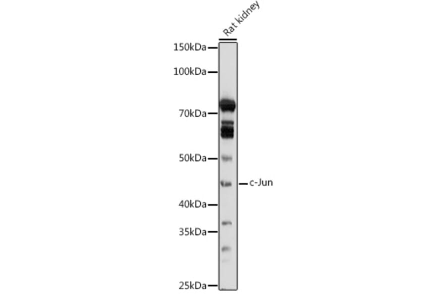 Western Blot - Anti-c-Jun Antibody (A81173) - Antibodies.com