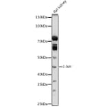 Western Blot - Anti-c-Jun Antibody (A81173) - Antibodies.com