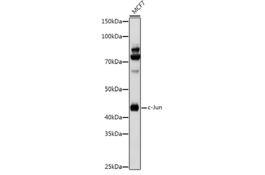 Western Blot - Anti-c-Jun Antibody (A81173) - Antibodies.com