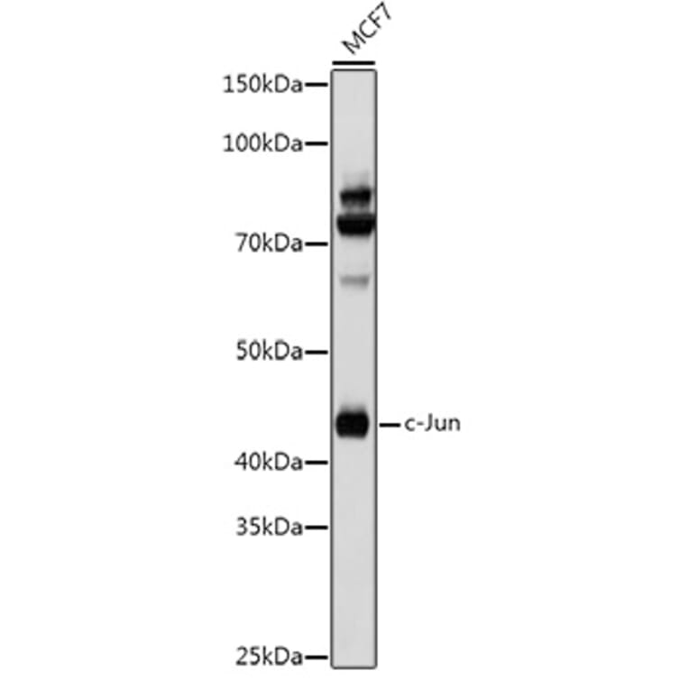 Western Blot - Anti-c-Jun Antibody (A81173) - Antibodies.com