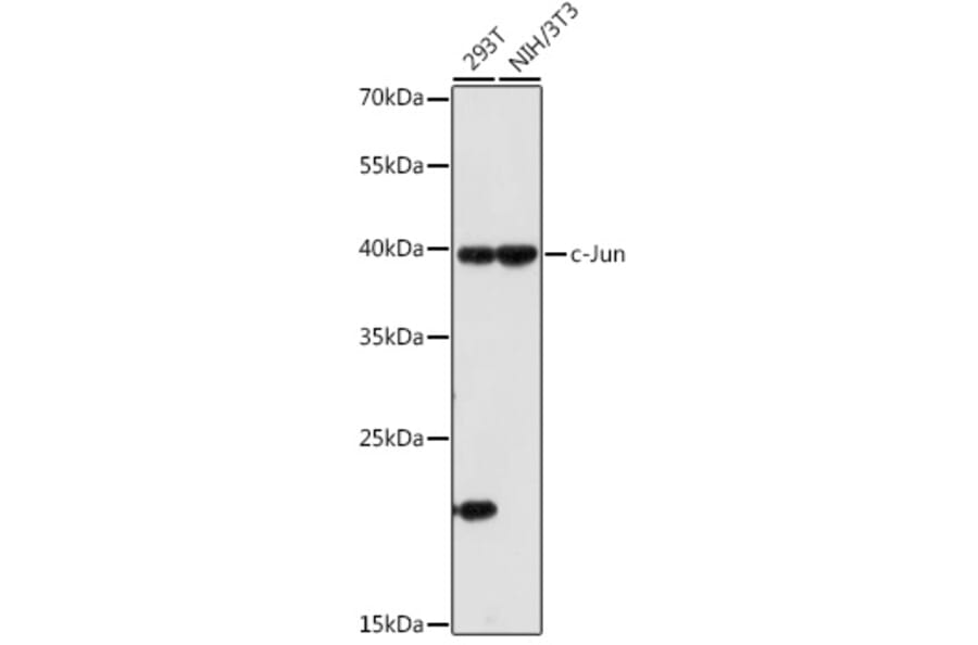 Western Blot - Anti-c-Jun Antibody (A81173) - Antibodies.com