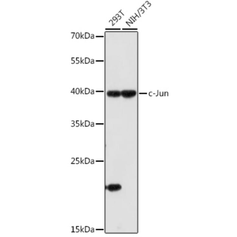 Western Blot - Anti-c-Jun Antibody (A81173) - Antibodies.com