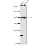 Western Blot - Anti-c-Jun Antibody (A81173) - Antibodies.com