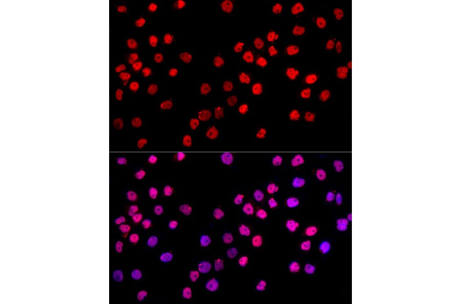 Immunofluorescence - Anti-c-Jun Antibody (A81173) - Antibodies.com