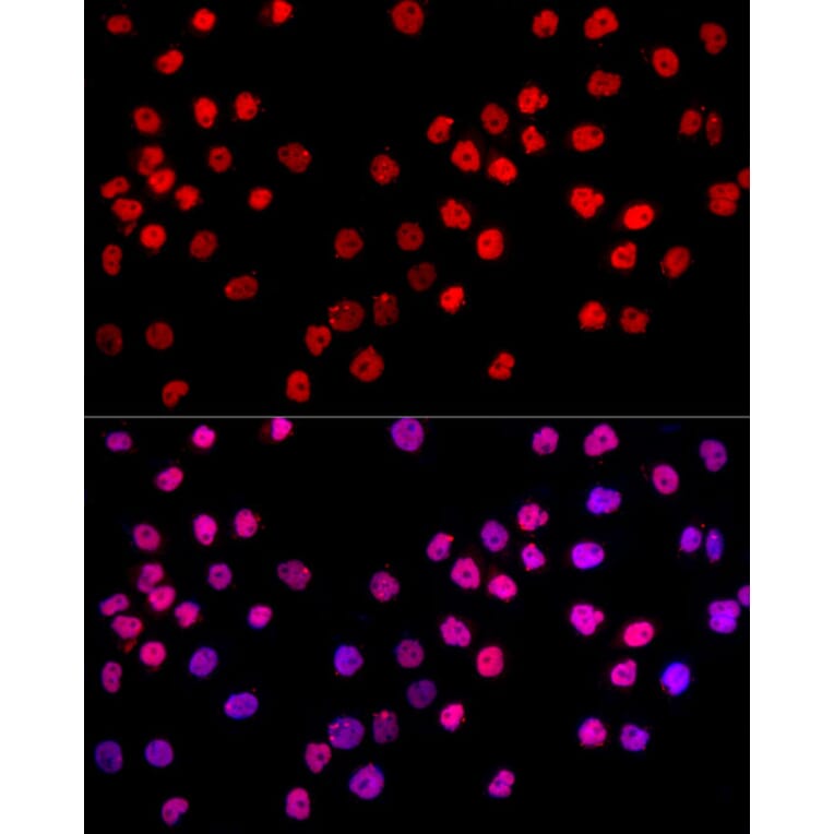 Immunofluorescence - Anti-c-Jun Antibody (A81173) - Antibodies.com