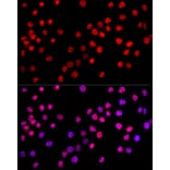 Immunofluorescence - Anti-c-Jun Antibody (A81173) - Antibodies.com