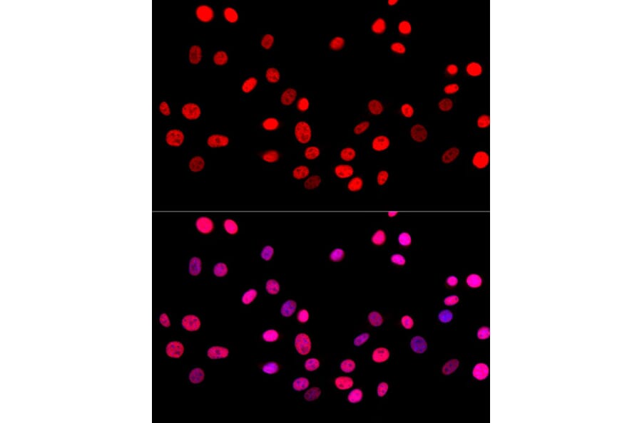 Immunofluorescence - Anti-c-Jun Antibody (A81173) - Antibodies.com