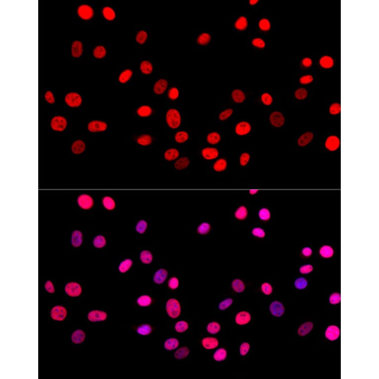 Immunofluorescence - Anti-c-Jun Antibody (A81173) - Antibodies.com