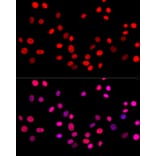 Immunofluorescence - Anti-c-Jun Antibody (A81173) - Antibodies.com