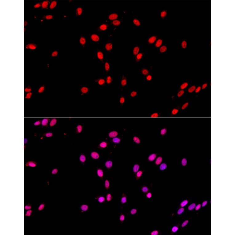 Immunofluorescence - Anti-c-Jun Antibody (A81173) - Antibodies.com