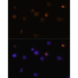 Immunofluorescence - Anti-Rb Antibody (A81175) - Antibodies.com