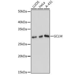 Western Blot - Anti-GCLM Antibody [ARC0597] (A81176) - Antibodies.com