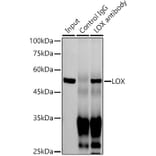 Western Blot - Anti-LOX Antibody [ARC0624] (A81177) - Antibodies.com