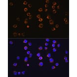 Immunofluorescence - Anti-CD27 Antibody [ARC0625] (A81178) - Antibodies.com