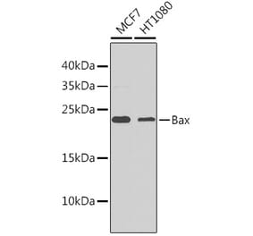 Western Blot - Anti-Bax Antibody (A81180) - Antibodies.com