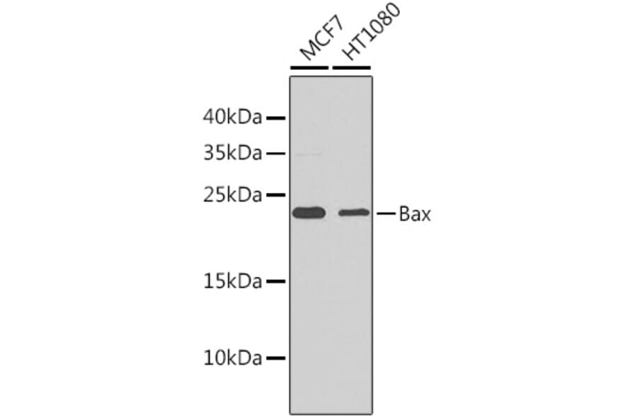 Western Blot - Anti-Bax Antibody (A81180) - Antibodies.com