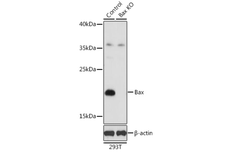 Western Blot - Anti-Bax Antibody (A81180) - Antibodies.com