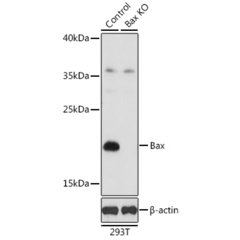 Western Blot - Anti-Bax Antibody (A81180) - Antibodies.com