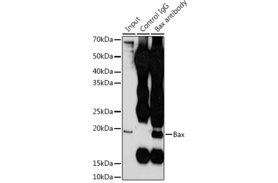 Western Blot - Anti-Bax Antibody (A81180) - Antibodies.com