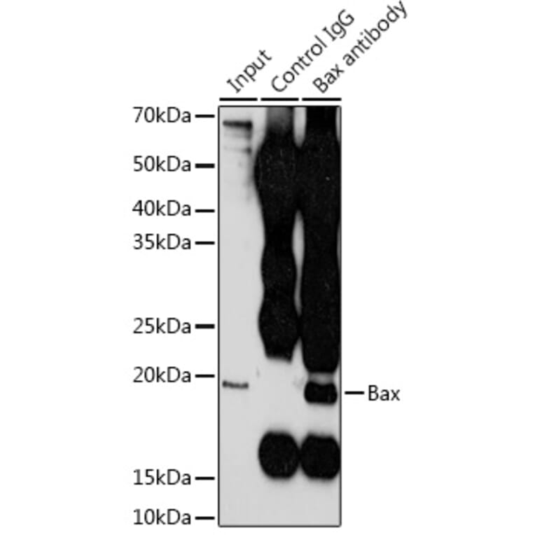 Western Blot - Anti-Bax Antibody (A81180) - Antibodies.com
