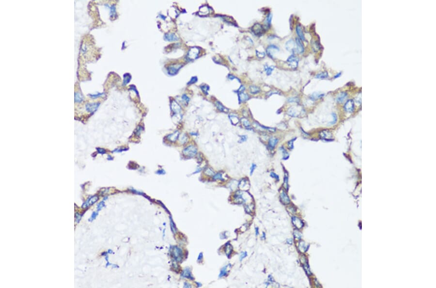 Immunohistochemistry - Anti-Src Antibody (A81182) - Antibodies.com