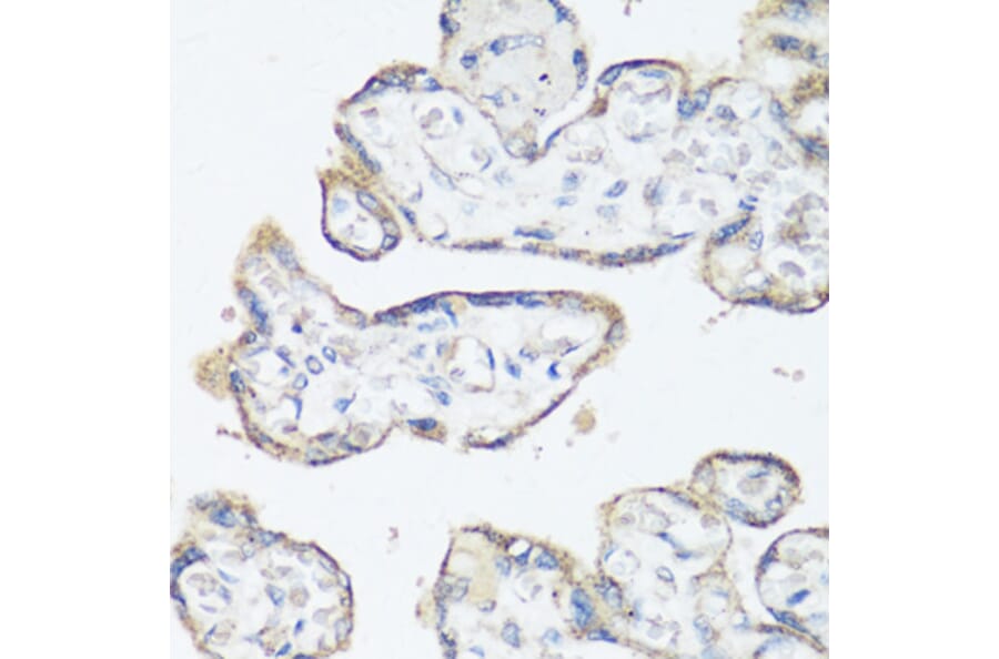 Immunohistochemistry - Anti-Src Antibody (A81182) - Antibodies.com