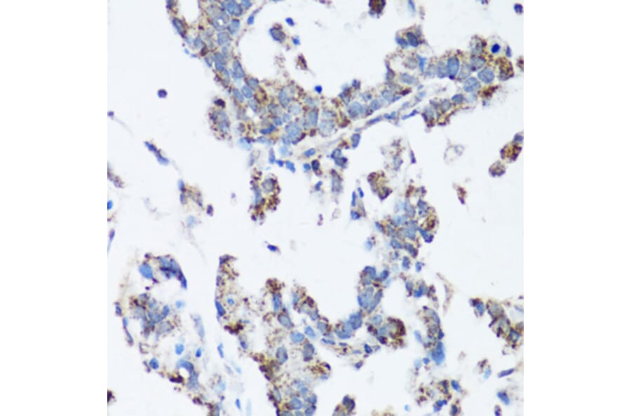 Immunohistochemistry - Anti-Src Antibody (A81182) - Antibodies.com