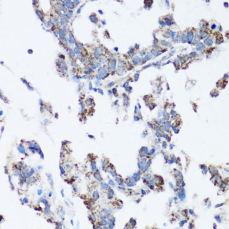 Immunohistochemistry - Anti-Src Antibody (A81182) - Antibodies.com