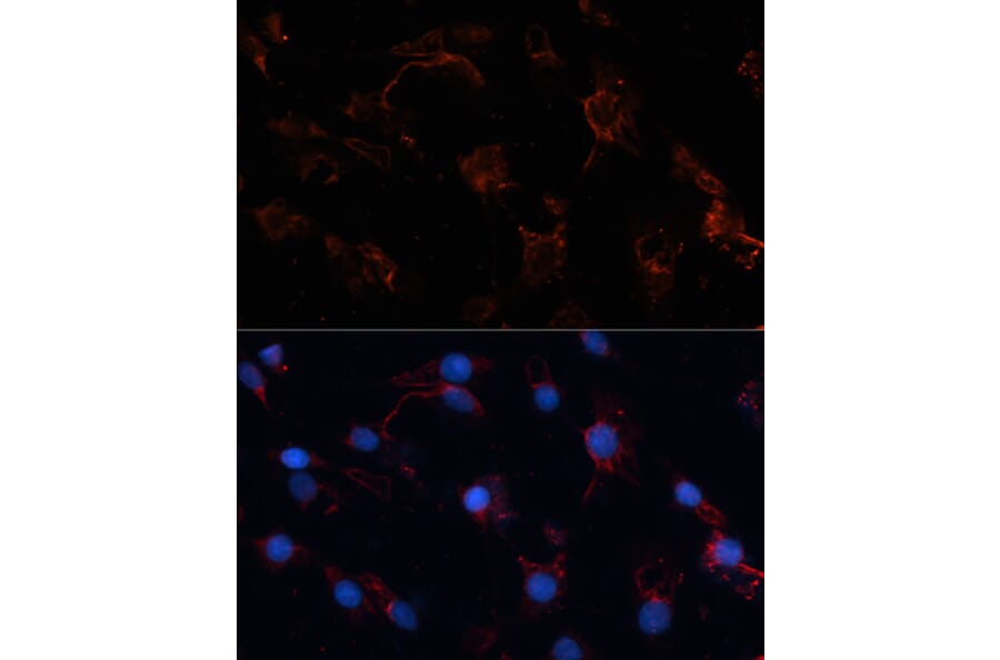Immunofluorescence - Anti-Src Antibody (A81182) - Antibodies.com