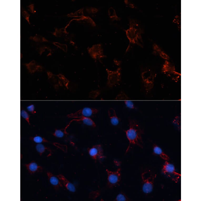 Immunofluorescence - Anti-Src Antibody (A81182) - Antibodies.com