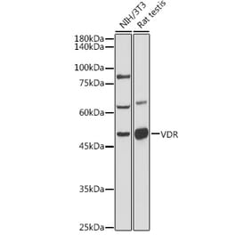 Western Blot - Anti-Vitamin D Receptor Antibody (A81184) - Antibodies.com