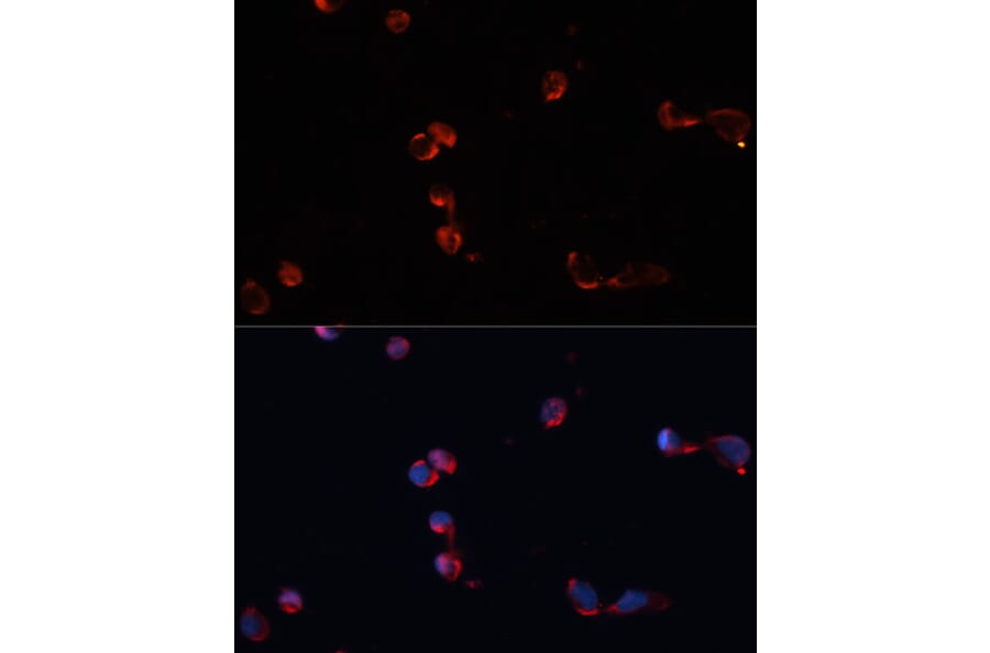 Immunofluorescence - Anti-Catalase Antibody (A81186) - Antibodies.com