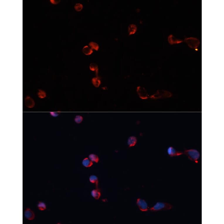 Immunofluorescence - Anti-Catalase Antibody (A81186) - Antibodies.com