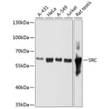 Western Blot - Anti-SRC Antibody (A11798) - Antibodies.com
