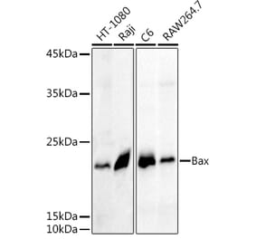 Western Blot - Anti-Bax Antibody (A81196) - Antibodies.com