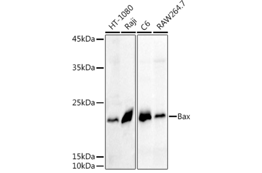 Western Blot - Anti-Bax Antibody (A81196) - Antibodies.com
