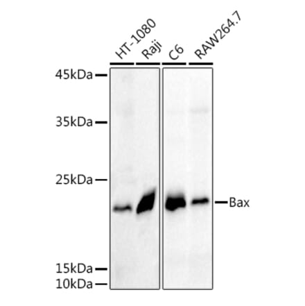 Western Blot - Anti-Bax Antibody (A81196) - Antibodies.com