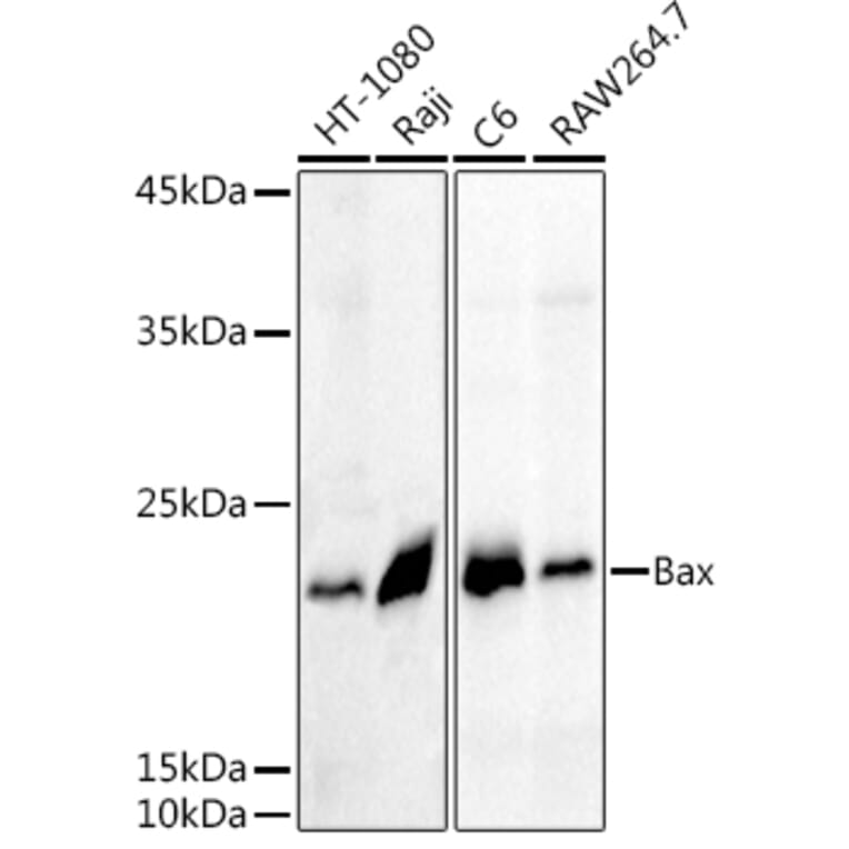 Western Blot - Anti-Bax Antibody (A81196) - Antibodies.com