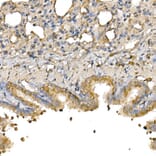 Immunohistochemistry - Anti-Bax Antibody (A81196) - Antibodies.com