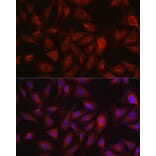 Immunofluorescence - Anti-Bax Antibody (A81196) - Antibodies.com